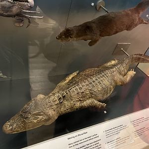 Spectacled (?) caiman 29.7.23