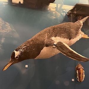 Gentoo penguin 29.7.23