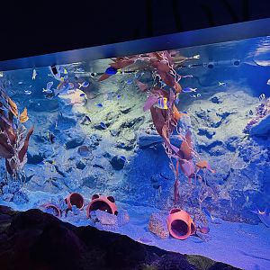 Newly restocked tank