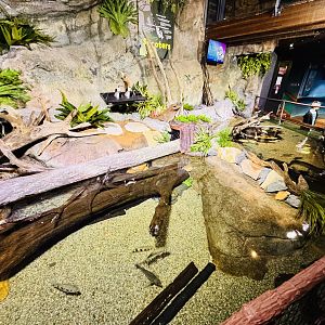 Lungfish/archerfish tank