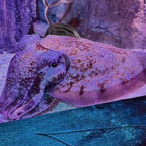 Australian Giant Cuttlefish