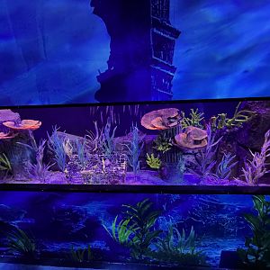 Barbour’s/Yellow Seahorse tank