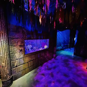 Pot-bellied/Short-snouted Seahorse tank