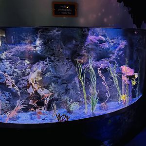 Weedy Seadragon tank