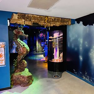 Kuda/Slender Seahorse tank