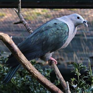 Pacific imperial pigeon (Ducula pacifica)