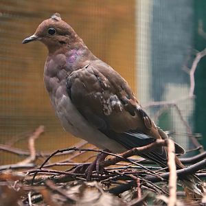 Lesser Antilles Zenaida dove (Zenaida aurita aurita)
