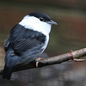 White-bearded manakin (Manacus manacus)