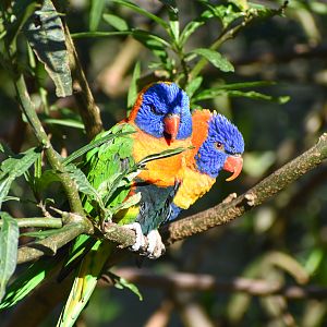 Red-collared Lorikeets