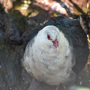 White-headed Pigeon