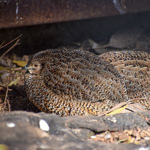 Brown Quails