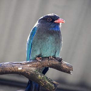 Dollarbird