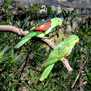 Crimson-winged Parrot pair