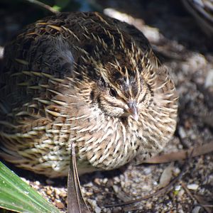 Stubble Quail