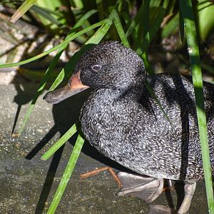 Freckled Duck