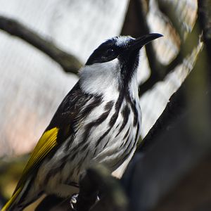 White-cheeked Honeyeater