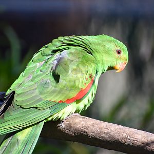 Crimson-winged Parrot