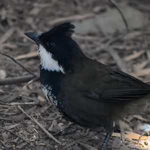Eastern Whipbird