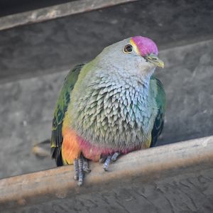 Rose-crowned Fruit-Dove