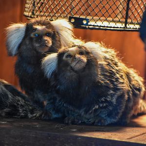 Common Marmosets