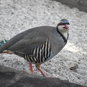 Chukar