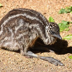 Emu chick