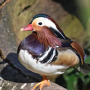 Mandarin Duck