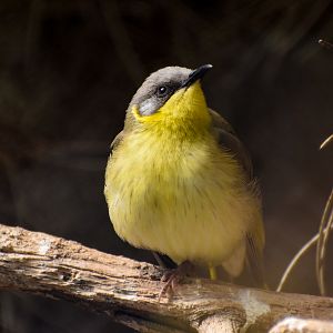 Grey-headed Honeyeater
