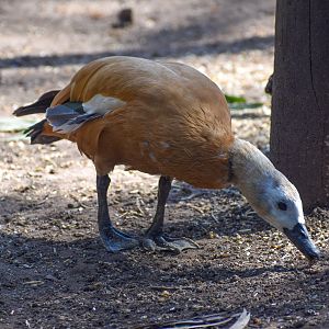 Ruddy Shelduck