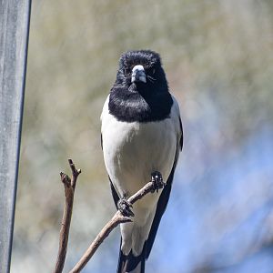 Pied Butcherbird