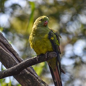 Regent Parrot