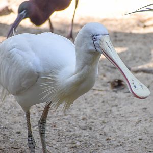 Yellow-billed Spoonbill