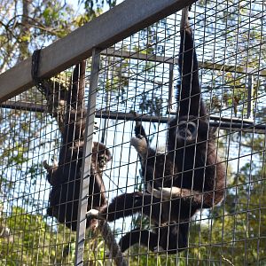 Three White-handed Gibbons
