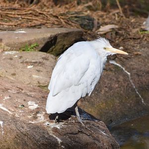 Cattle Egret