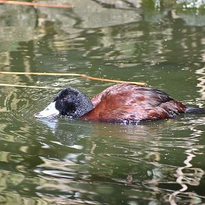 Blue-billed Duck
