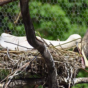 nesting Yellow-billed Spoonbill