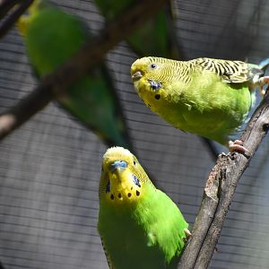 Bush Budgies