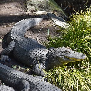 American Alligators
