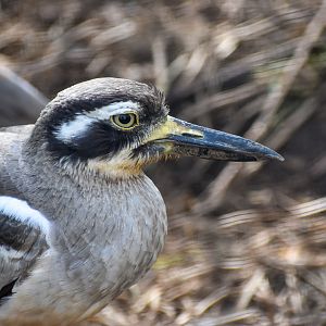 Beach Stone-Curlew