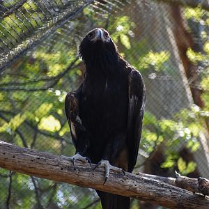 Wedge-tailed Eagle