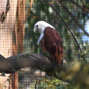 Brahminy Kite