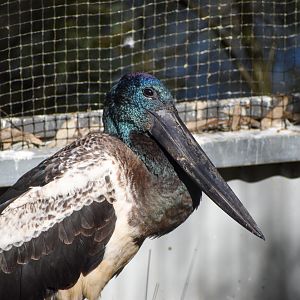 Black-necked Stork