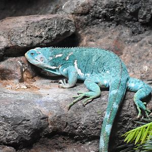 Fijian Crested Iguana