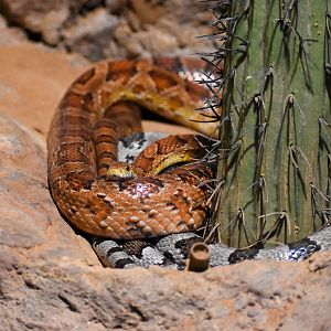 Corn Snakes
