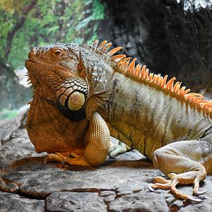 Green Iguana