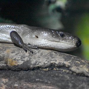 Pink-tongued Skink