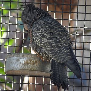 Gang-gang Cockatoo