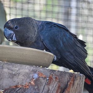 Glossy Black Cockatoo