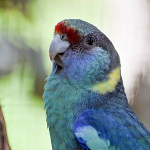 Mallee Ringneck