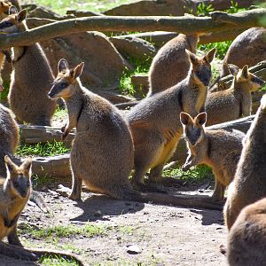 A lot of Swamp Wallabies!